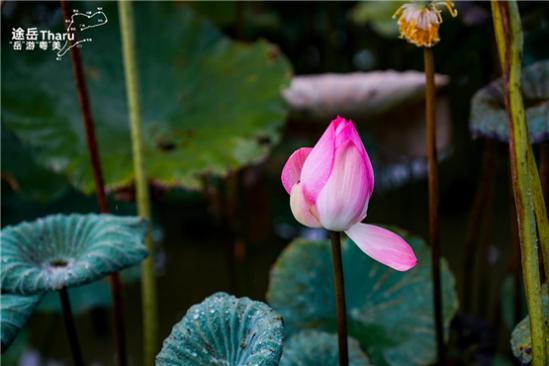                广东最美旅游公路·碉楼逸风