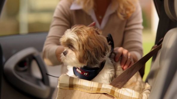 AI 护航人宠同行：宠智灵重塑车载宠物安全新体验